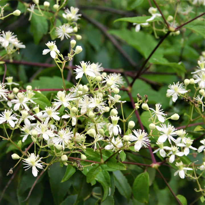 Virgin's Bower - Clematis virginiana | Vine - Woody from StWilliamsNursery&EcologyCentre