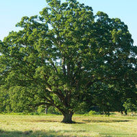 White Oak  - Quercus alba  | Deciduous Tree from ABTrees