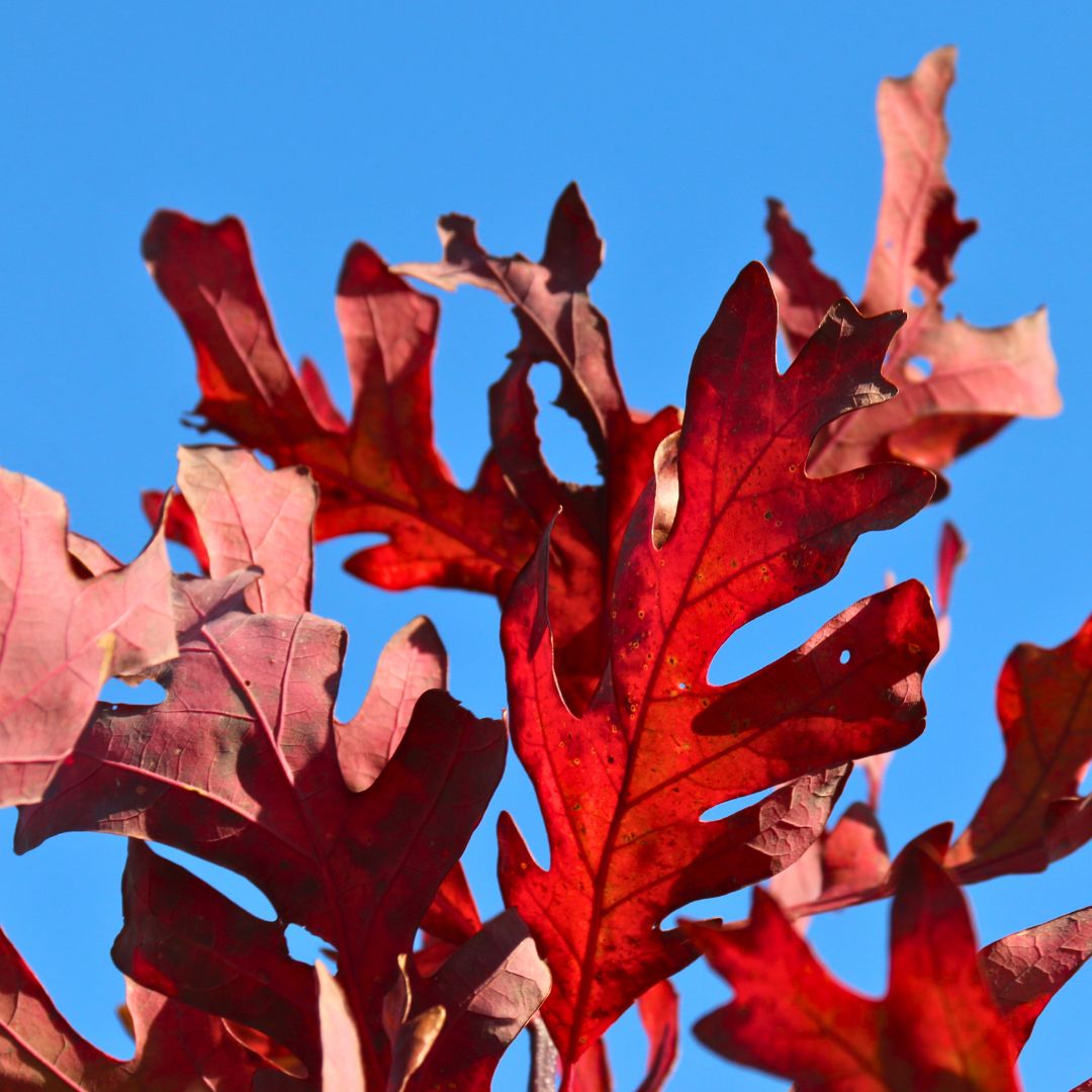 White Oak  - Quercus alba  | Deciduous Tree from ABTrees