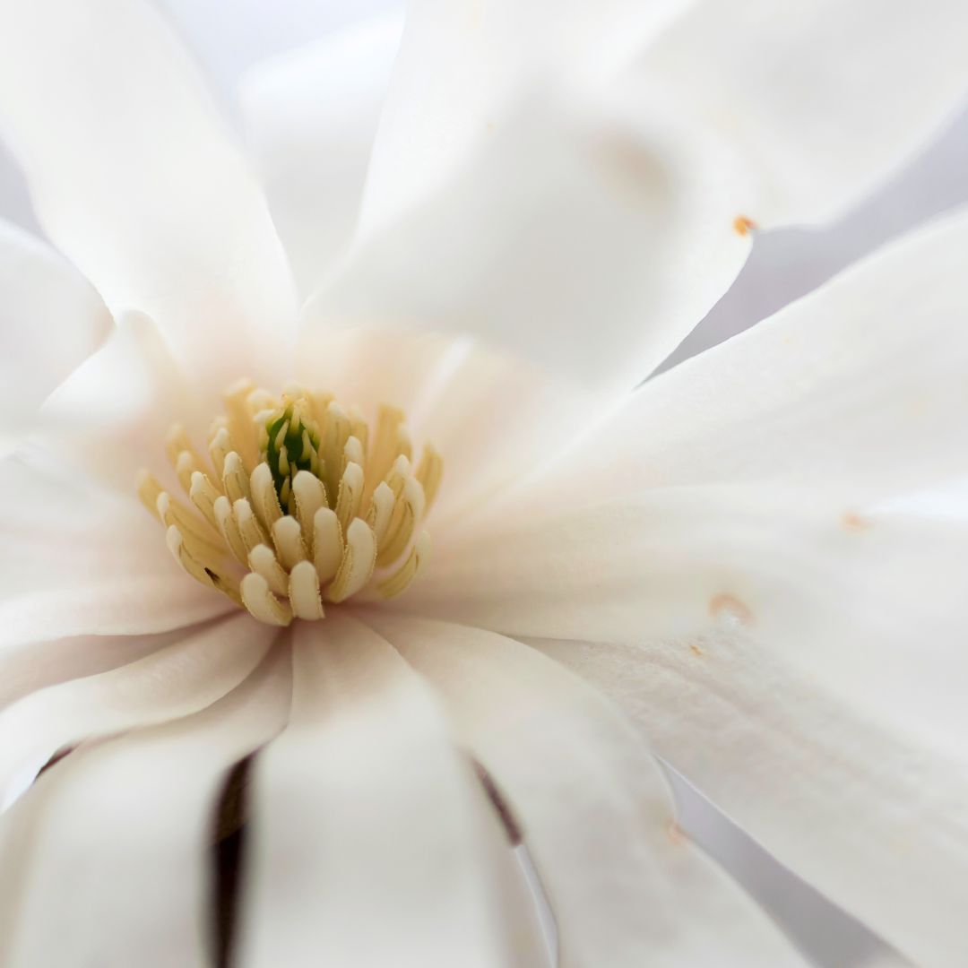 Waterlily Star Magnolia  - Magnolia stellata &