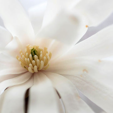 Waterlily Star Magnolia  - Magnolia stellata 'Waterlily'  | Ornamental from ABTrees