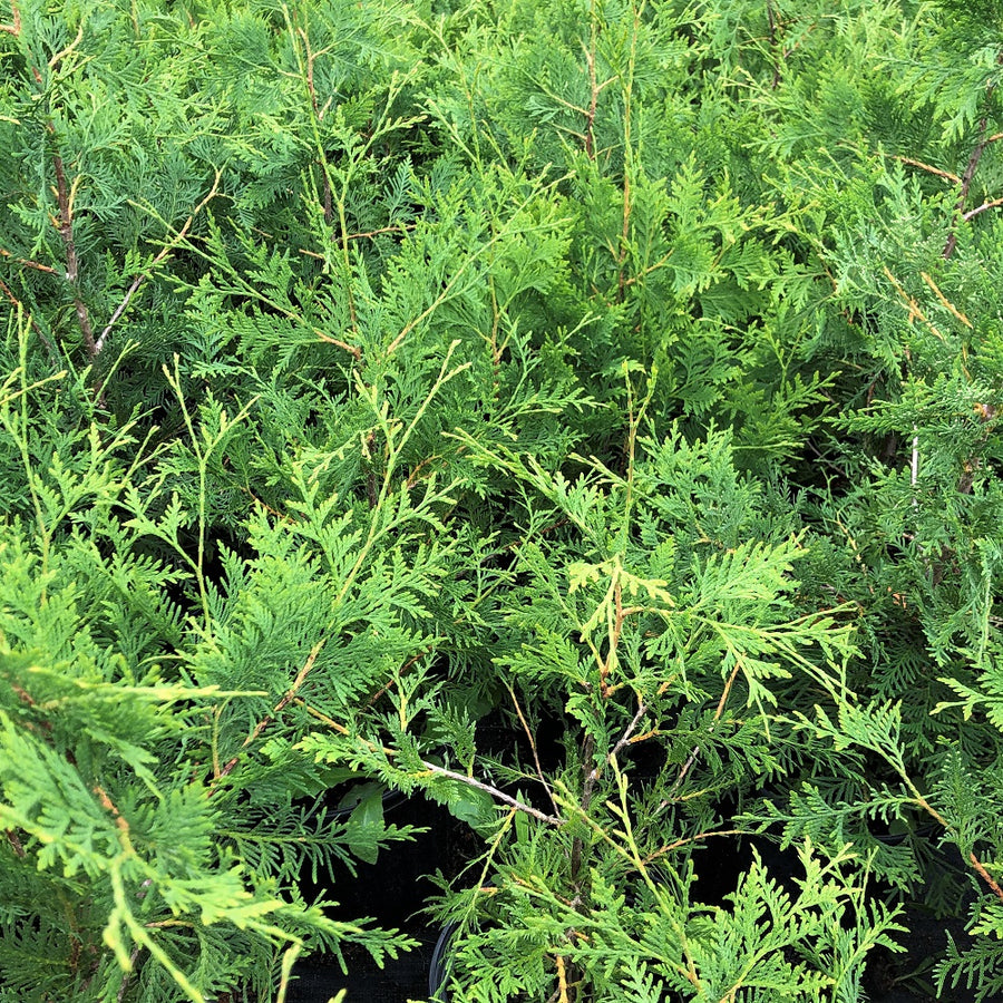 White Cedar - Thuja occidentalis | Tree - Coniferous from StWilliamsNursery&EcologyCentre