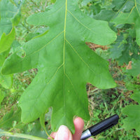 White Oak  - Quercus alba  | Deciduous Tree from ABTrees