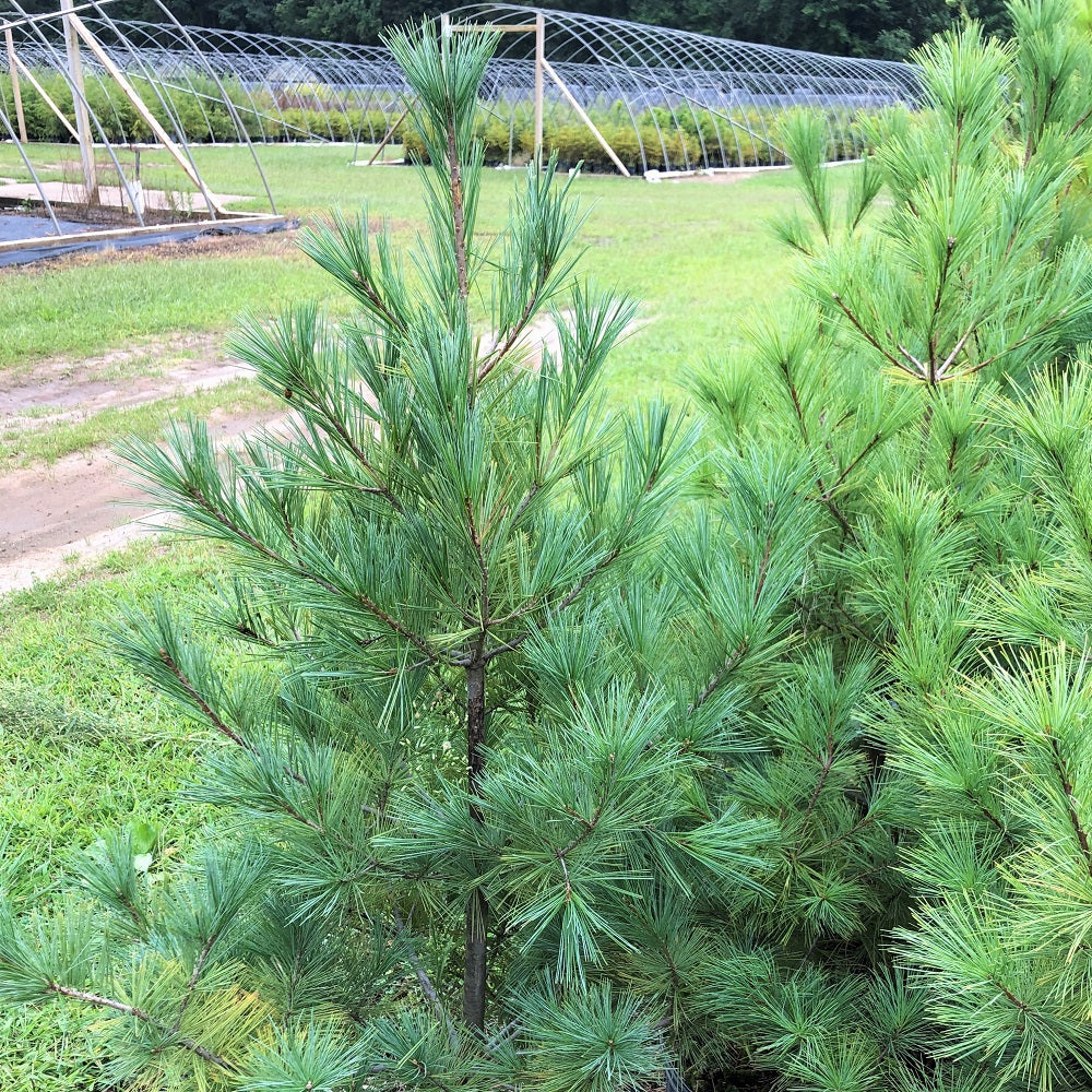 White Pine - Pinus strobus | Tree - Coniferous from StWilliamsNursery&EcologyCentre