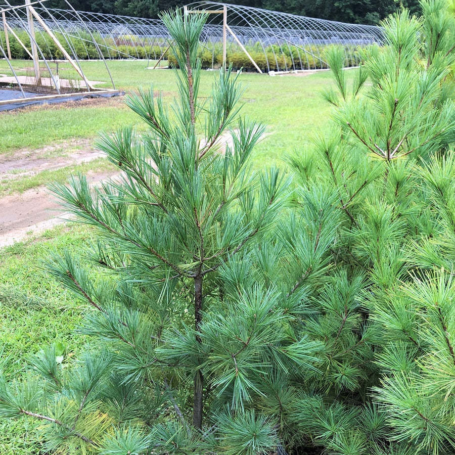 White Pine - Pinus strobus | Tree - Coniferous from StWilliamsNursery&EcologyCentre