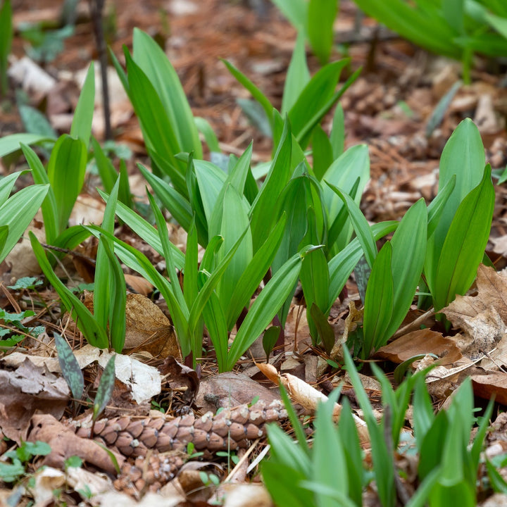 Wild Leek - Allium tricoccum | Perennial from EphemeralArk