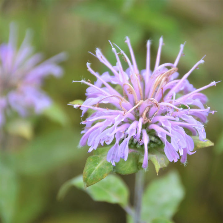 Wild Bergamot - Monarda fistulosa | Forb from StWilliamsNursery&EcologyCentre