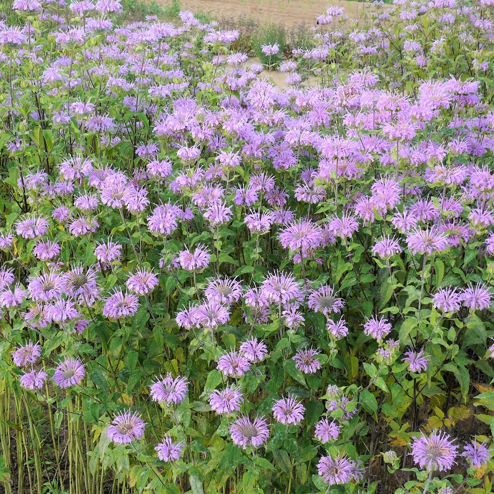 Wild Bergamot - Monarda fistulosa | Perennial from StWilliamsNursery&EcologyCentre