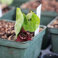 Wild Ginger - Asarum canadense | Perennial from EphemeralArk