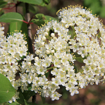 Northern Wild Raisin;Witherod - Viburnum cassinoides | Shrub from StWilliamsNursery&EcologyCentre