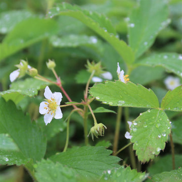 Wild Strawberry - Fragaria virginiana | Perennial from StWilliamsNursery&EcologyCentre