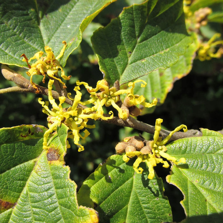 Witch-Hazel - Hamamelis virginiana | Shrub / Small Tree from StWilliamsNursery&EcologyCentre