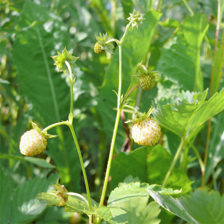 Woodland Strawberry - Fragaria vesca | Perennial from StWilliamsNursery&EcologyCentre