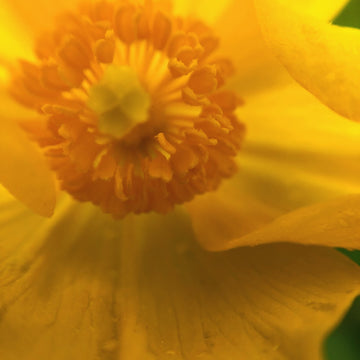 Wood Poppy;Celandine Poppy - Stylophorum diphyllum | Perennial from StWilliamsNursery&EcologyCentre