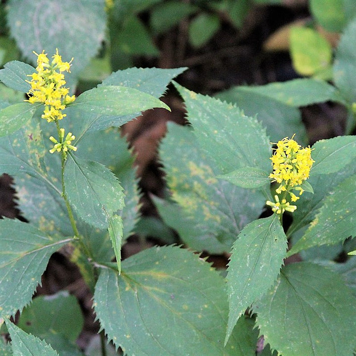 Zig-Zag Goldenrod - Solidago flexicaulis | Perennial from StWilliamsNursery&EcologyCentre