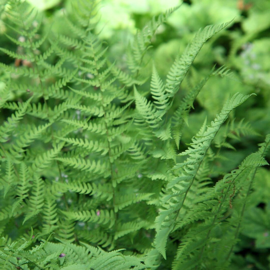 Marginal Fern - Dryopteris marginalis | Fern from EphemeralArk