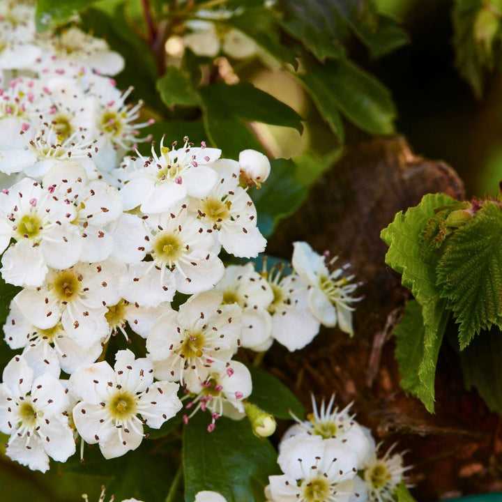 Fireberry Hawthorn - Crataegus chrysocarpa | Shrub from StWilliamsNursery&EcologyCentre